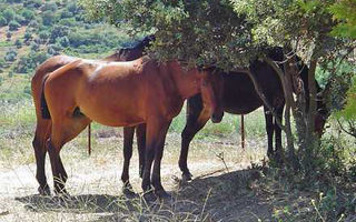 Náhled objektu Objekt ES5099.100, Córdoba