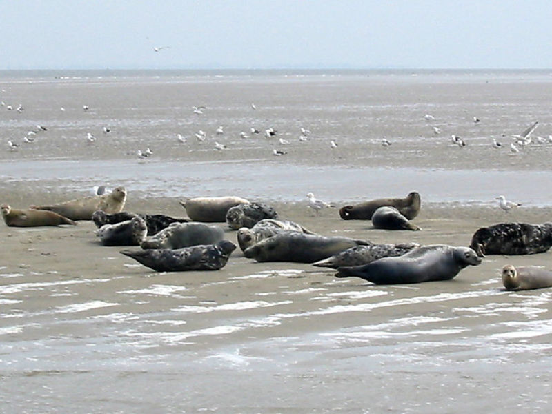 Waddenchalet