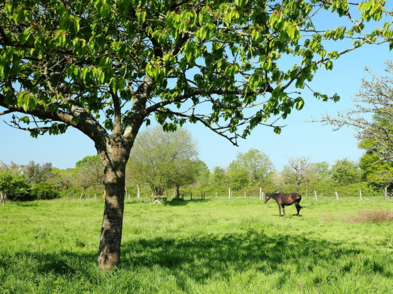 Le Petit Pressoir