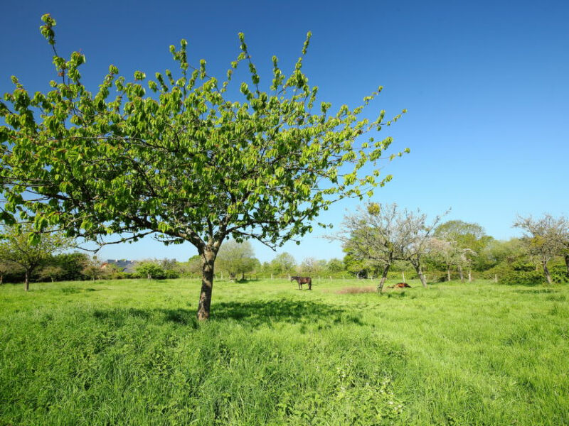 Le Petit Pressoir