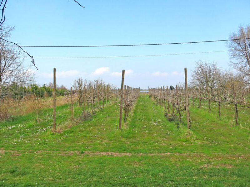 Tenuta Lio Maggiore