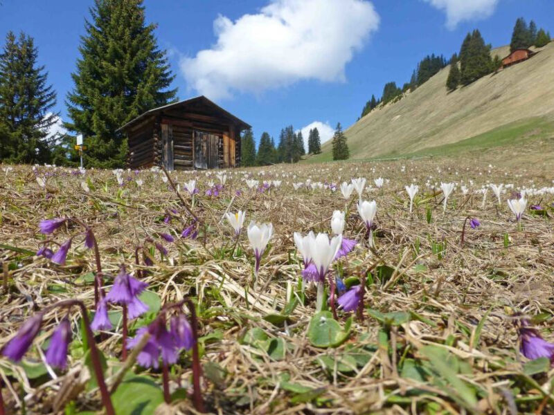 Ferienhaus Larix