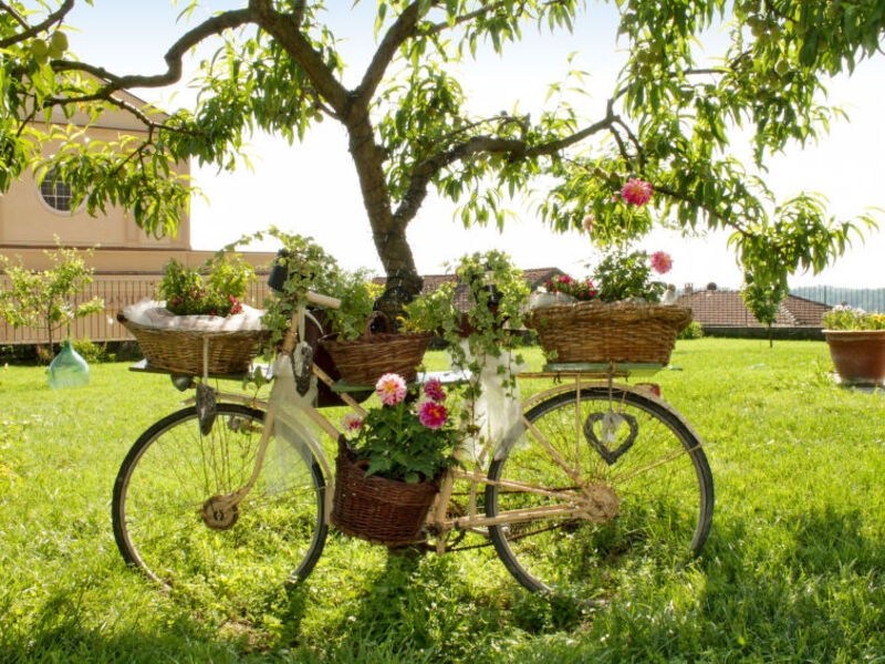 La Cuccagna Di Don Bosco