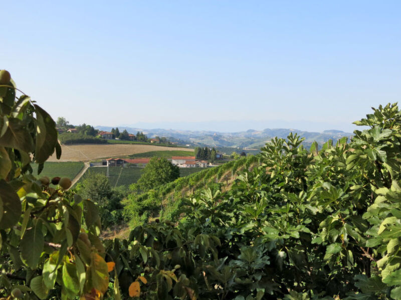 Tenuta La Pineta