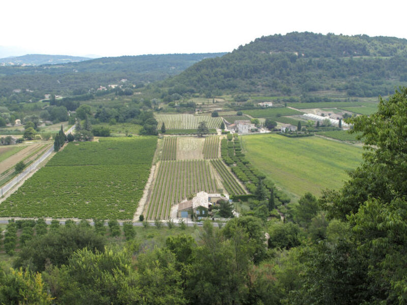 Les Vignes