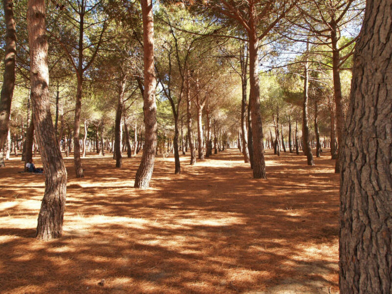 Résidence Les Pins Parasols