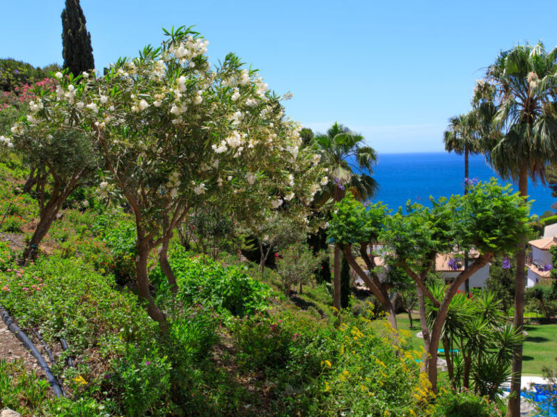 Ladera Del Mar