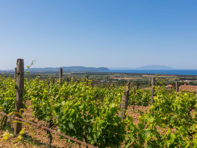 Agriturismo Il Corbezzolo