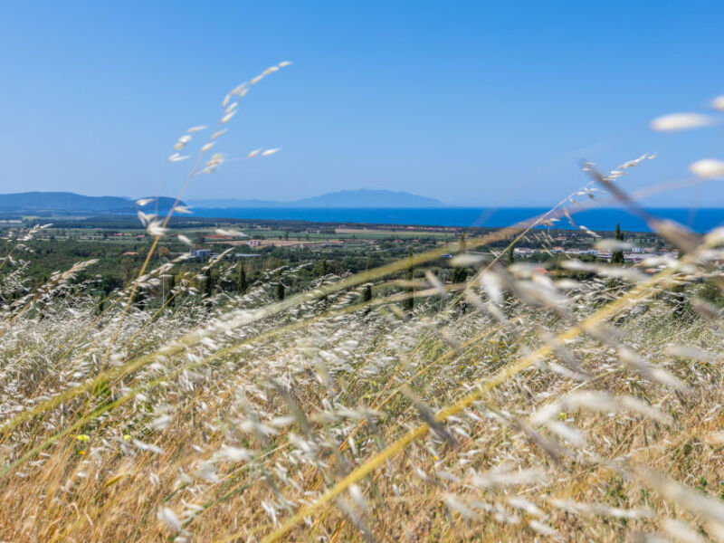 Agriturismo Il Corbezzolo