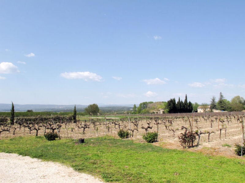 Les Vignes