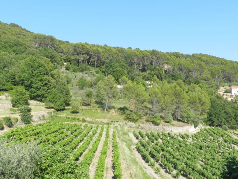 Les Grenaches