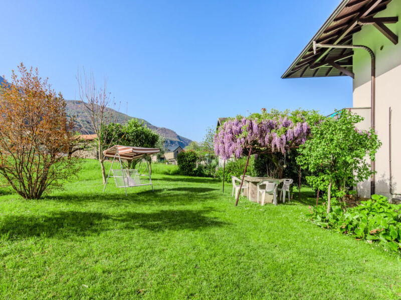 Ortensie