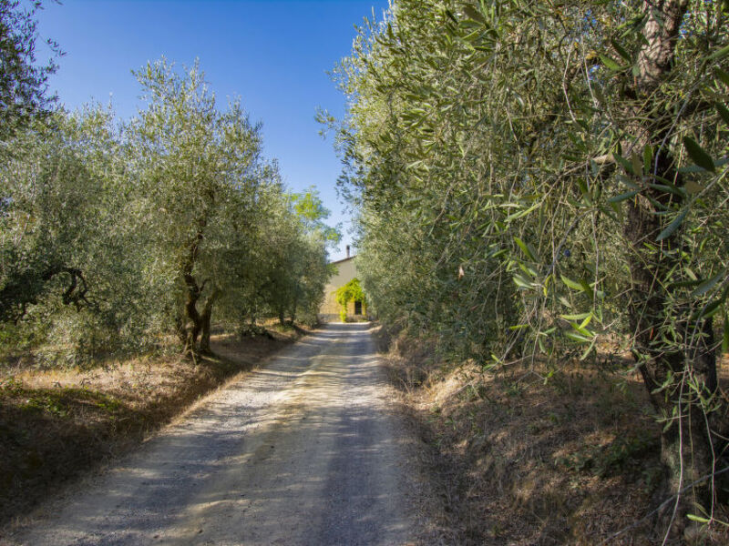 Merlot presso Podere il Pino