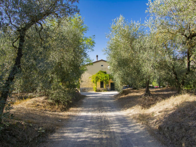 Merlot presso Podere il Pino