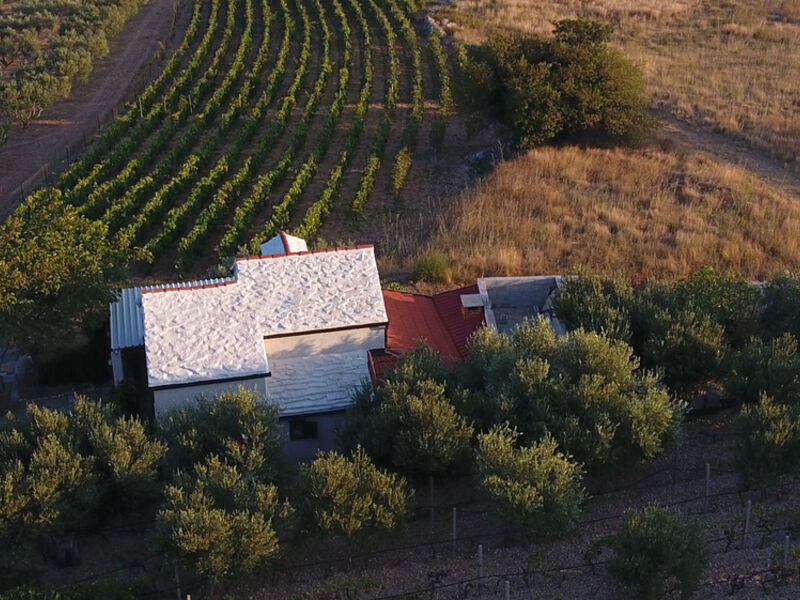 Robinzonáda Vinograd