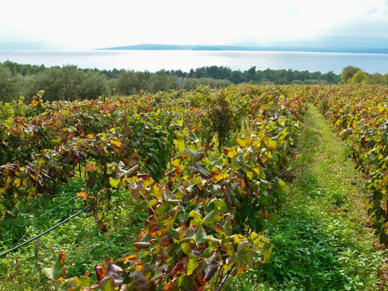 Robinzonáda Vinograd