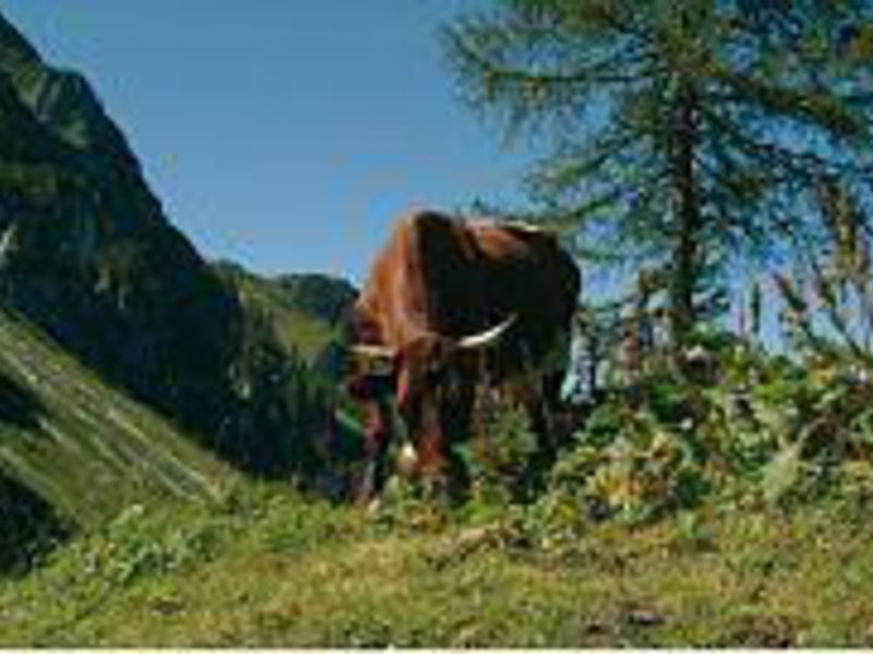 Appartementhaus Wieslbauer