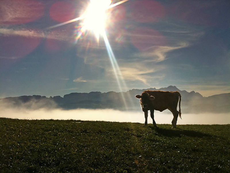 Alpsteinblick