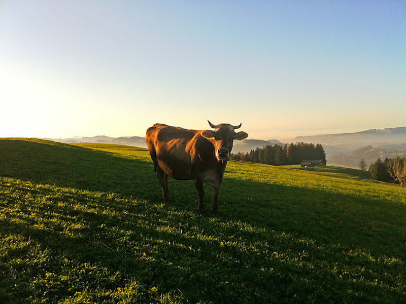 Alpsteinblick