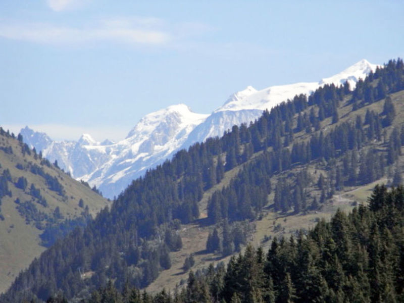 Les Maisons Des Bois